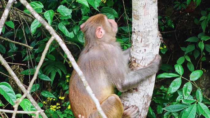 猴子在树林中嬉戏
