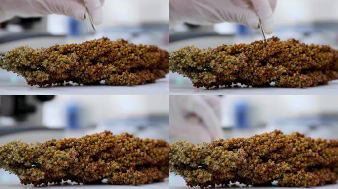 对高粱谷物的科学研究分析。实验室助理在实验室中处理高粱穗。