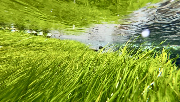 山西忻州-水泉湾泉水下清澈的自然群落水草