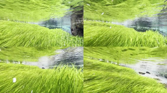 山西忻州-水泉湾泉水下清澈的自然群落水草