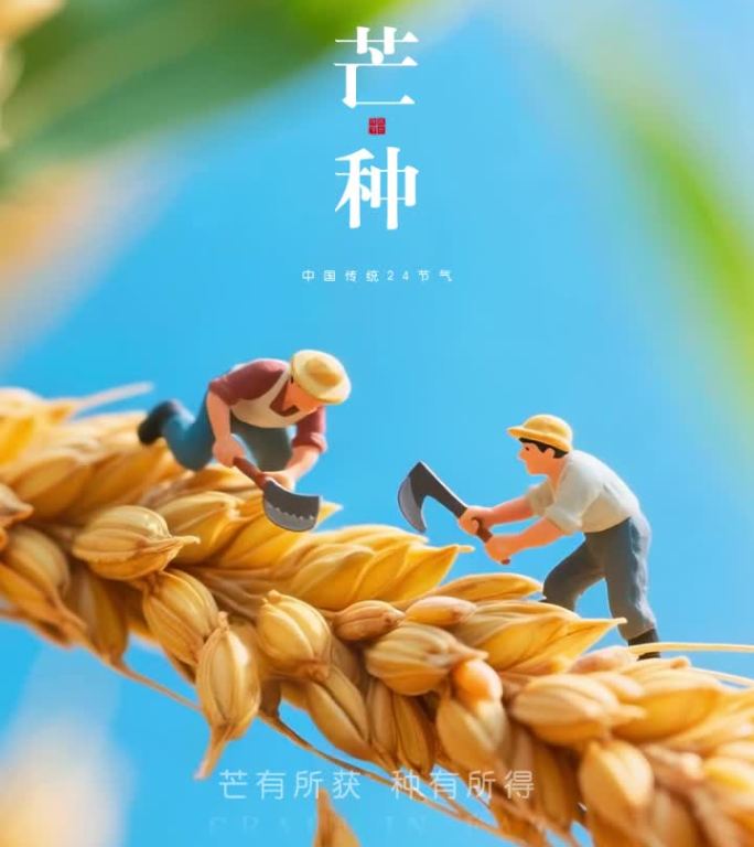 芒种小满节气微缩景观小麦麦穗麦浪麦田麦芒