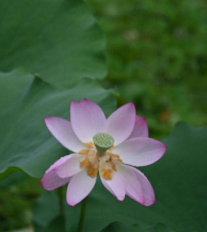 荔湾湖公园荷花   竖 5月28日