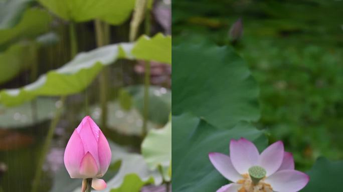 荔湾湖公园荷花   竖 5月28日