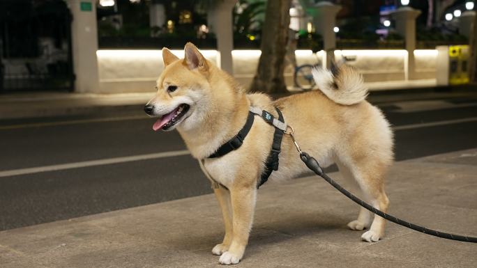柴犬户外悠闲散步