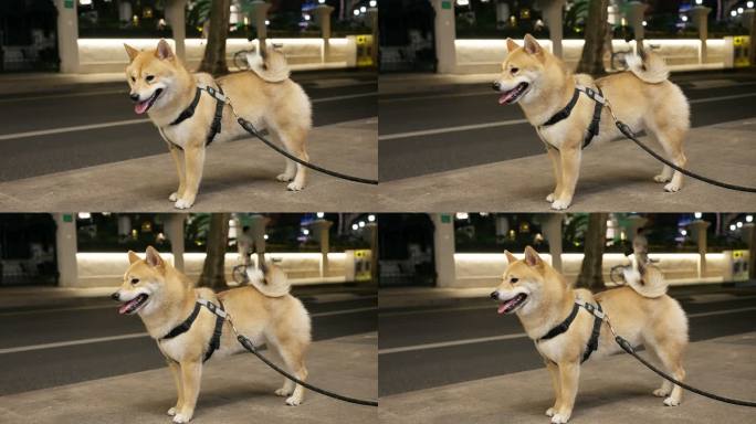 柴犬户外悠闲散步