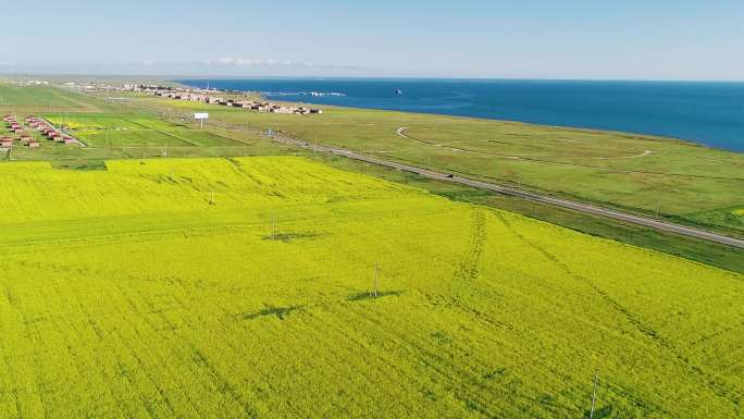 青海青海湖夏天油菜花田风光航拍