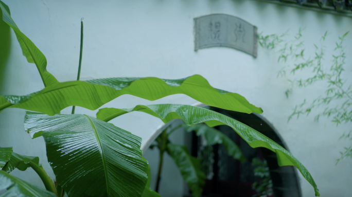 梅雨季节黄梅天古风禅意庭院园林立夏