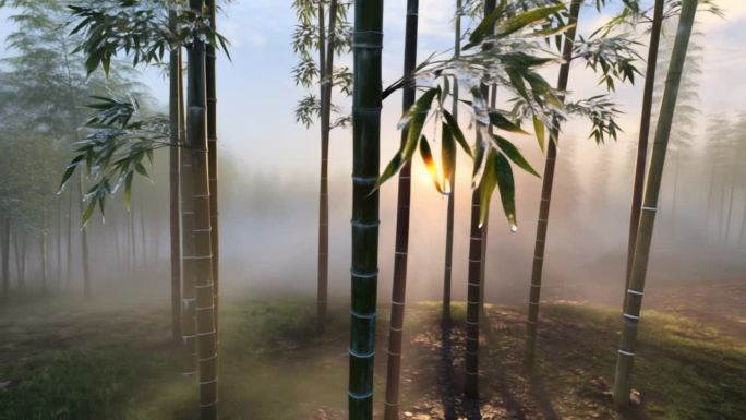 晨曦中的静谧竹林 雾气缭绕的竹林仙境