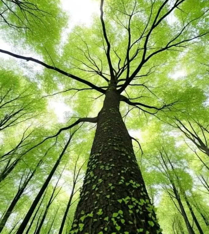 阳光穿透树叶的森林 情绪 治愈 空镜