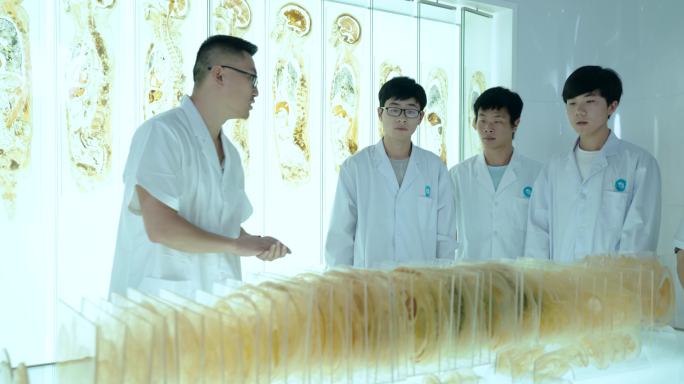 人体塑化标本研究