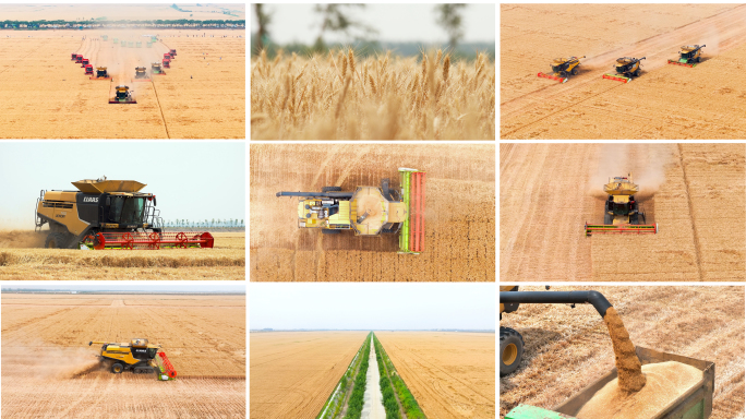 小麦丰收河南山东东北麦收金色麦田丰收景象