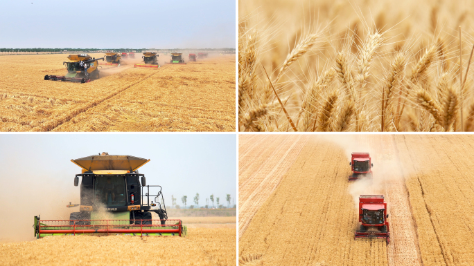 小麦丰收河南山东东北麦收金色麦田丰收景象