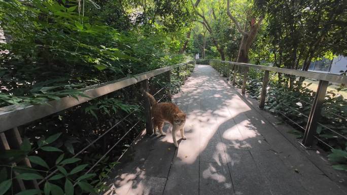 橘猫漫步公园小径猫咪流浪猫溜达猫咪特写