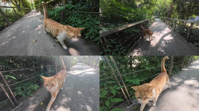 橘猫漫步公园小径猫咪流浪猫溜达猫咪特写
