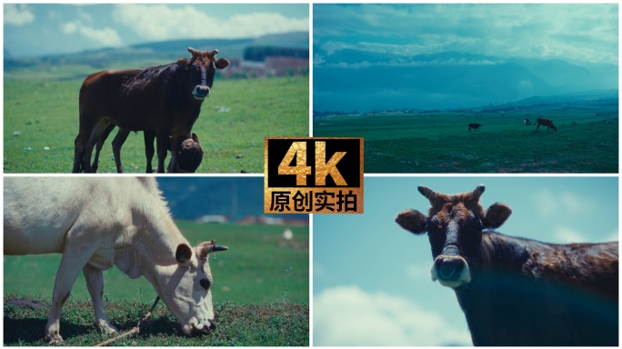 草原牛群悠闲觅食凉山牛马 牛看镜头白牛