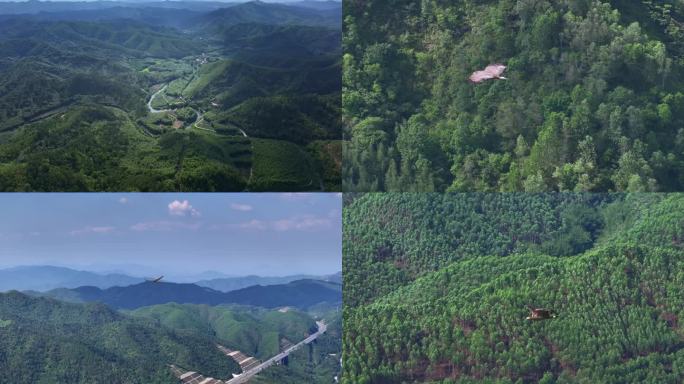 实拍飞翔中的鹰 南方游隼大型猛禽野生动物