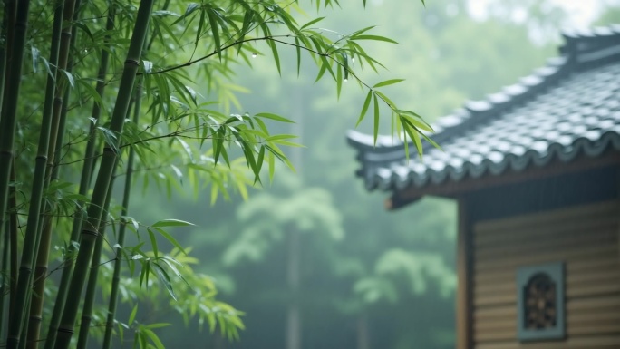 大气竹子竹海唯美竹子空镜