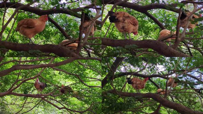 散养农家土鸡爬上树的鸡