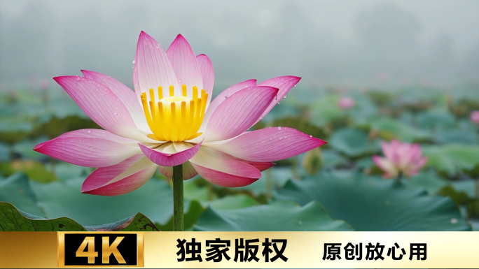 立春 春天开花延时繁花盛开的浪漫瞬间