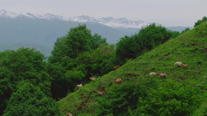 绿色山坡羊群迁徙