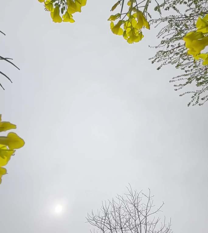 菜子花