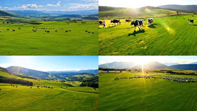 草原奶牛 阳光牧场  奶牛特写 牛奶广告