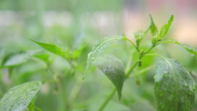 雨后植物叶片特写