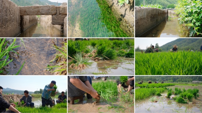 插秧芒种插秧农民插秧稻田插秧水稻种植插秧