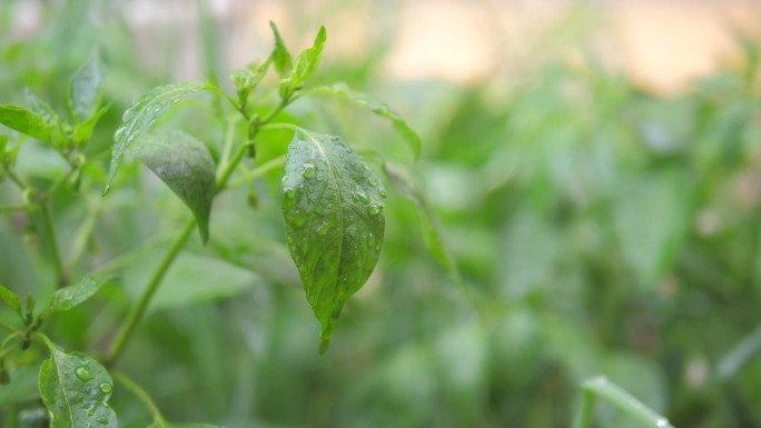 雨后植物叶片特写