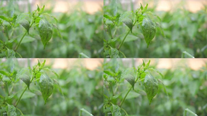 雨后植物叶片特写