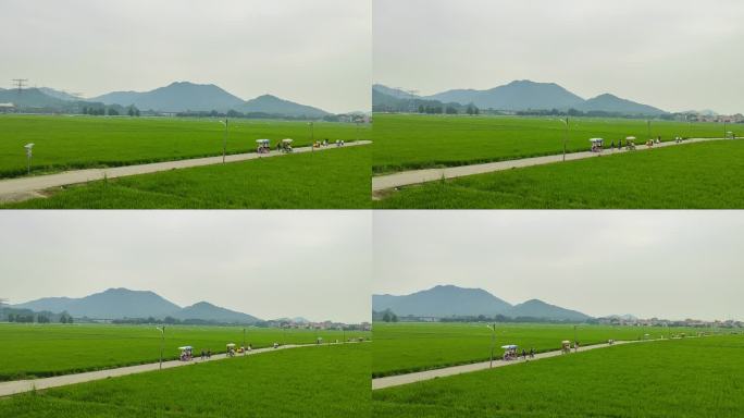 田园风光下的绿色稻田