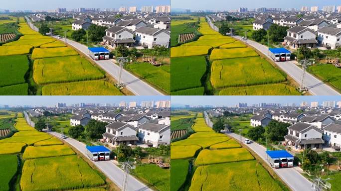 路通网达村容美，青年返乡绘振兴新篇