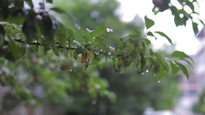 雨后植物叶片特写