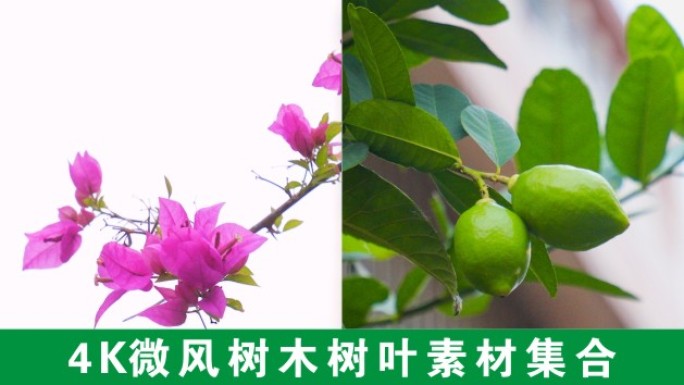 4K阳光树叶光影微风