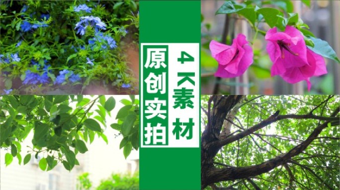 4K阳光树叶光影微风