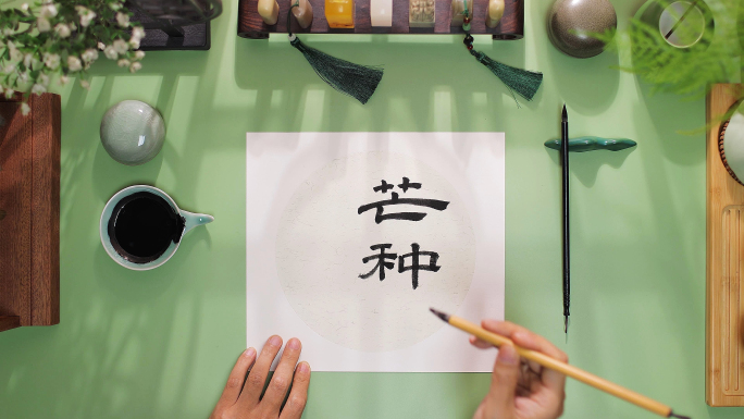 芒种 小麦 麦田 收麦子