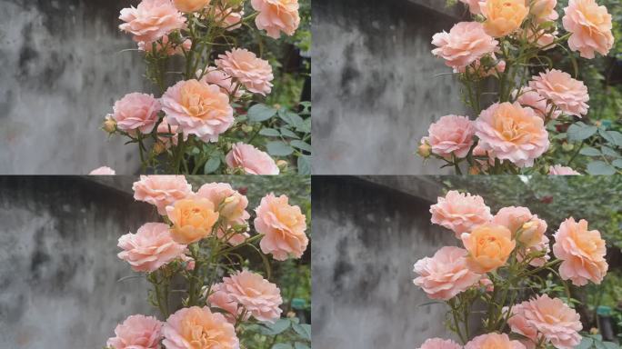 粉色花盛开