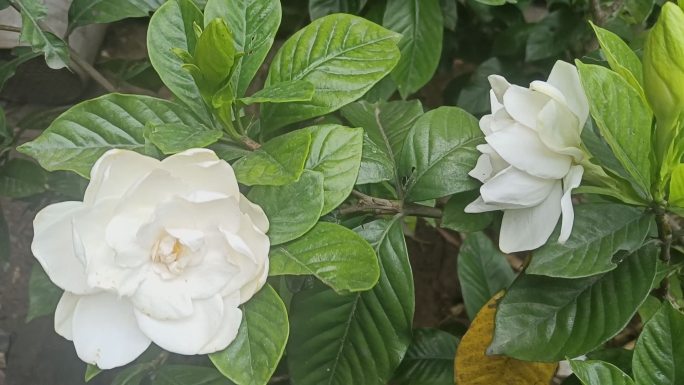 洁白栀子花盛开