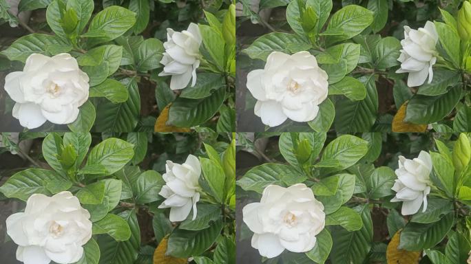 洁白栀子花盛开