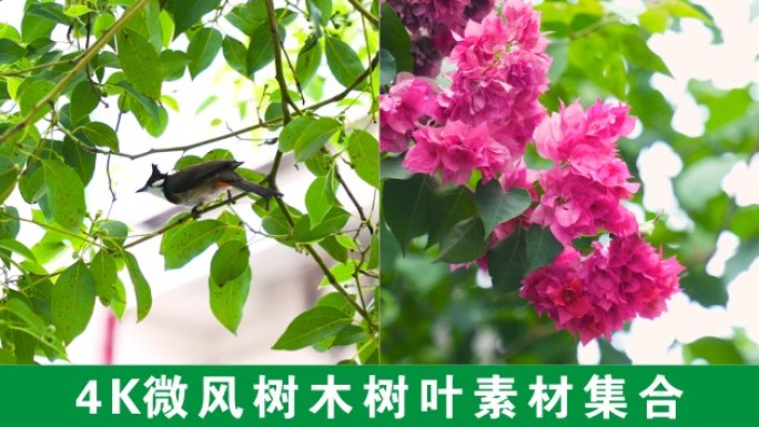 4K阳光树叶光影微风