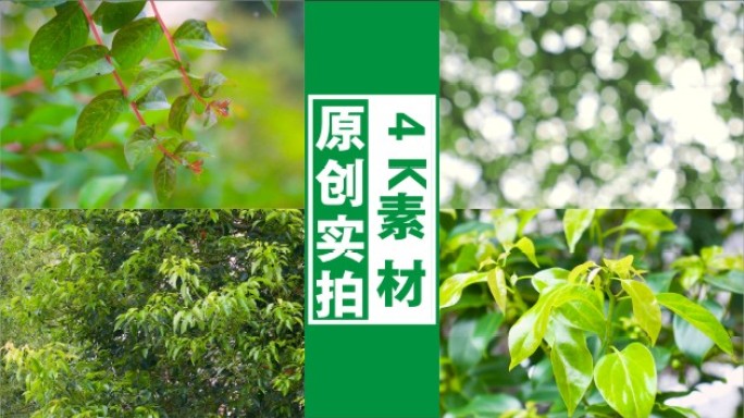 4K阳光树叶光影微风