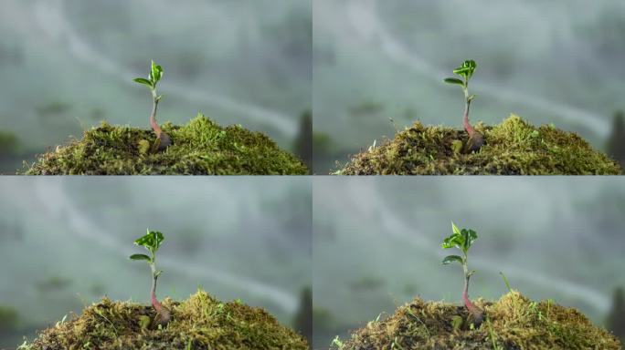破土而出的树苗树木发芽生长茶树生长延时