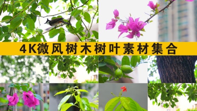 4K阳光树叶植物光影写意空镜绿色叶子夏天