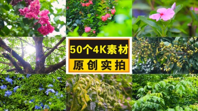 4K阳光树叶植物光影写意空镜绿色叶子夏天