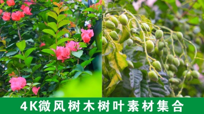 4K阳光树叶光影微风