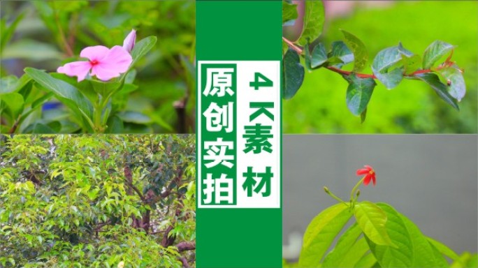 4K阳光树叶光影微风