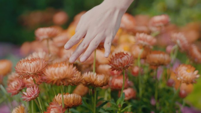 指尖轻抚花朵