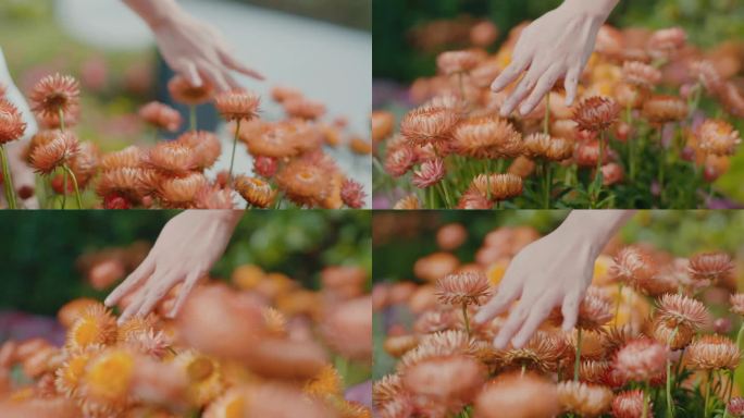 指尖轻抚花朵