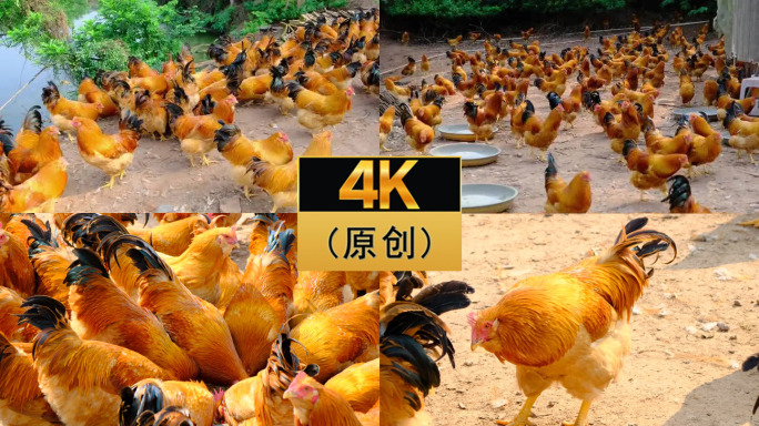 4K走地鸡散养鸡清远土鸡农家走地鸡阉鸡