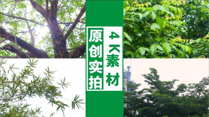 4K阳光树叶光影微风